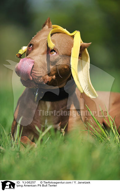 lying American Pit Bull Terrier / YJ-06257