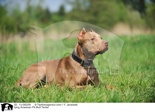 lying American Pit Bull Terrier / YJ-06259