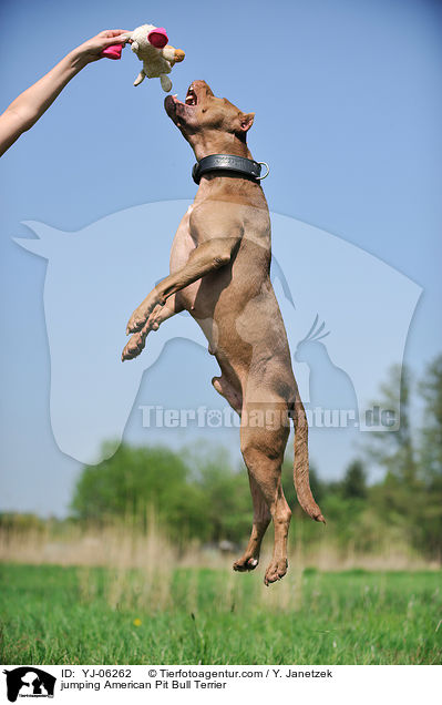 jumping American Pit Bull Terrier / YJ-06262