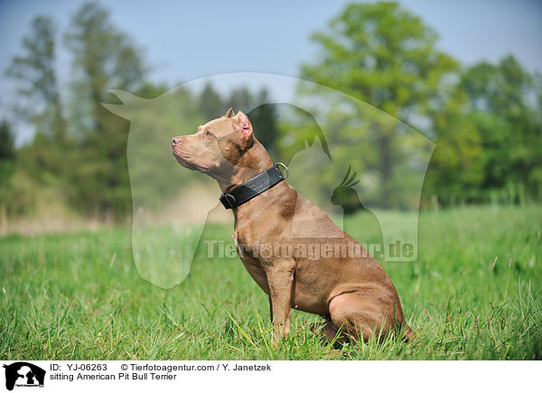 sitting American Pit Bull Terrier / YJ-06263