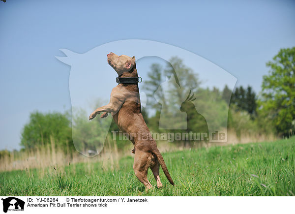 American Pit Bull Terrier macht Mnnchen / American Pit Bull Terrier shows trick / YJ-06264
