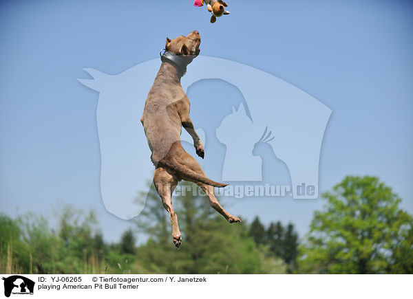 spielender American Pit Bull Terrier / playing American Pit Bull Terrier / YJ-06265