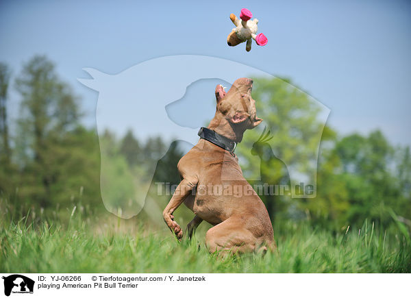 playing American Pit Bull Terrier / YJ-06266