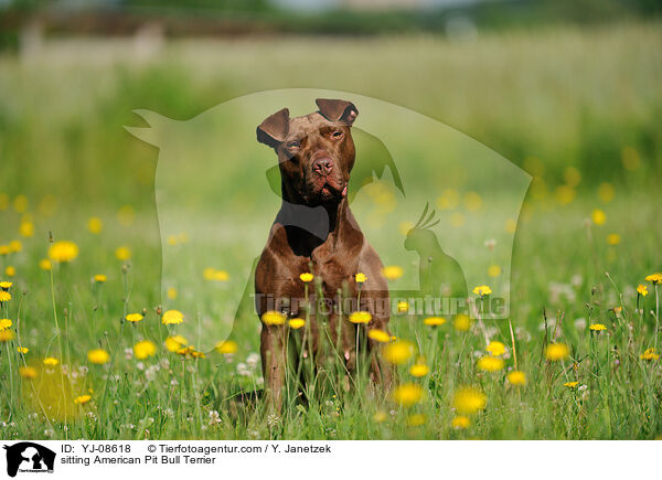 sitting American Pit Bull Terrier / YJ-08618
