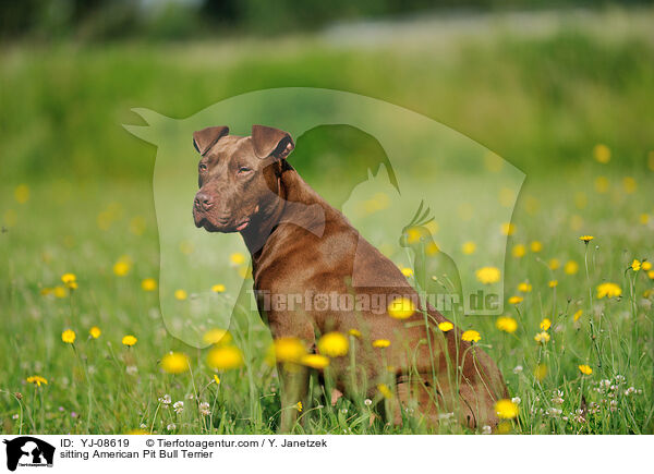 sitting American Pit Bull Terrier / YJ-08619