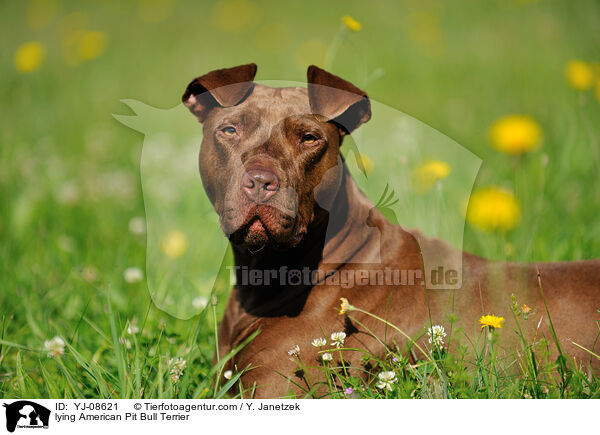 lying American Pit Bull Terrier / YJ-08621