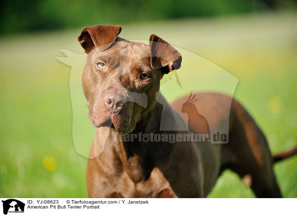 American Pit Bull Terrier Portrait / YJ-08623