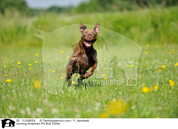 running American Pit Bull Terrier / YJ-08624