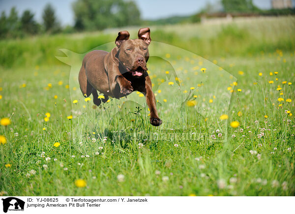 jumping American Pit Bull Terrier / YJ-08625