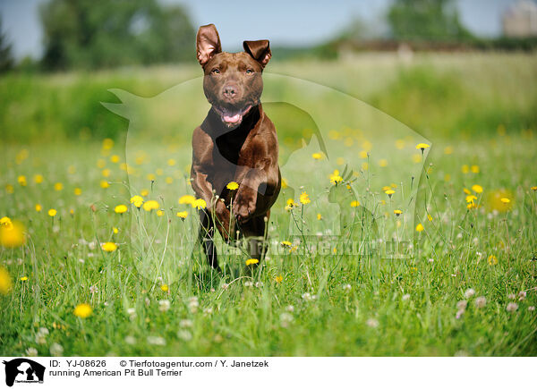 running American Pit Bull Terrier / YJ-08626