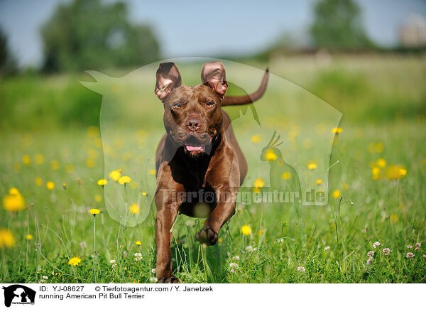 running American Pit Bull Terrier / YJ-08627