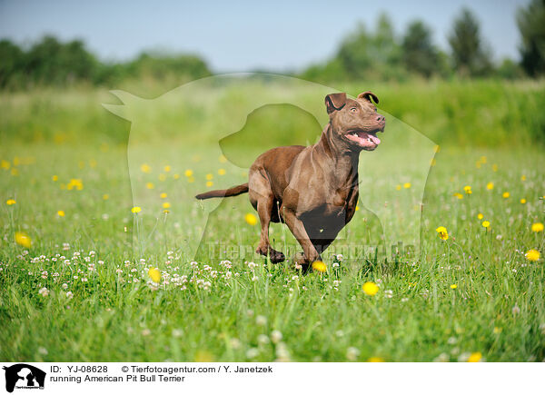 running American Pit Bull Terrier / YJ-08628