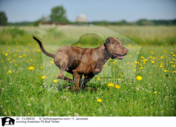 running American Pit Bull Terrier / YJ-08630