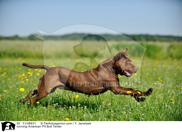 running American Pit Bull Terrier / YJ-08631