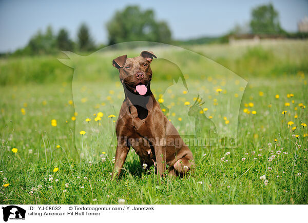 sitting American Pit Bull Terrier / YJ-08632