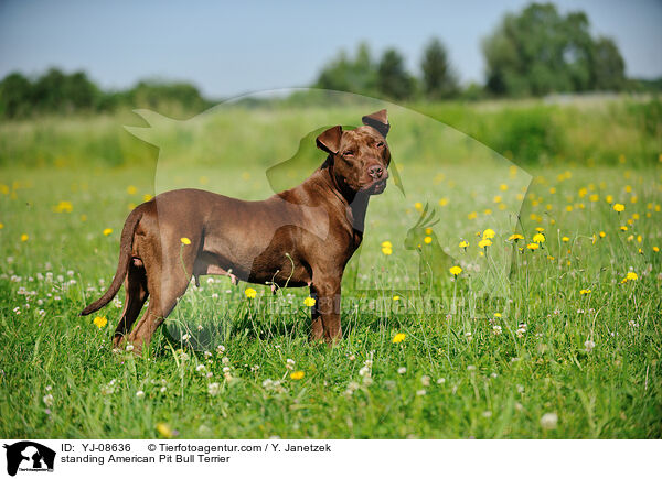 standing American Pit Bull Terrier / YJ-08636