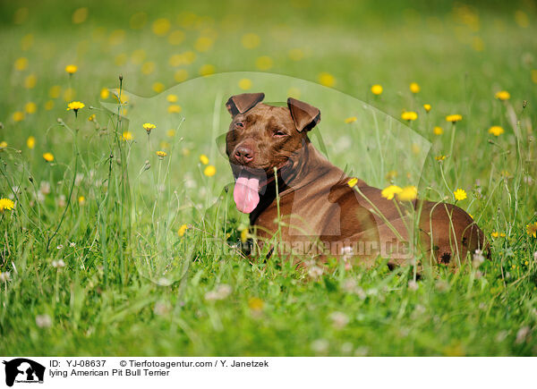 lying American Pit Bull Terrier / YJ-08637