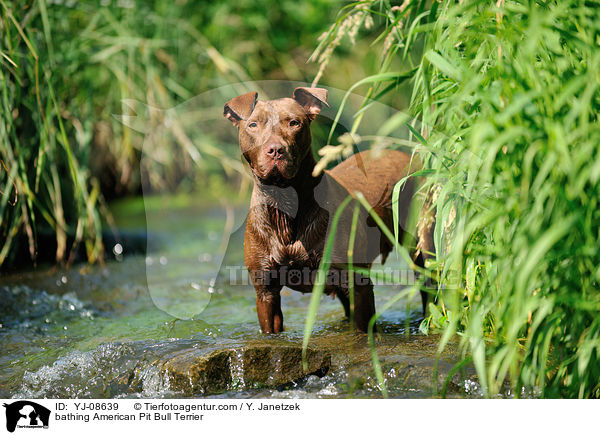 bathing American Pit Bull Terrier / YJ-08639