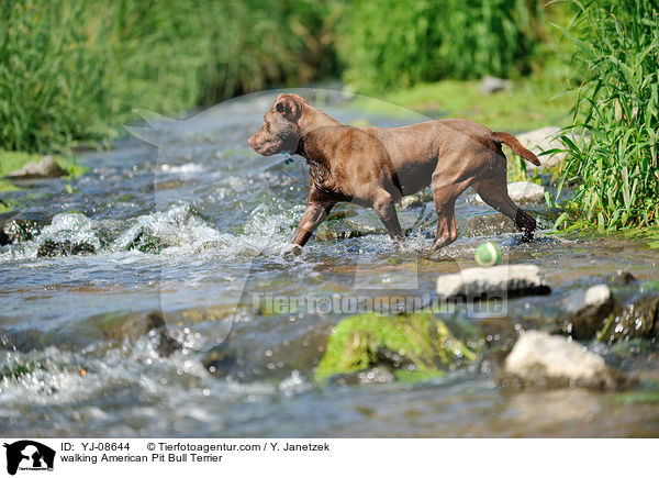 walking American Pit Bull Terrier / YJ-08644