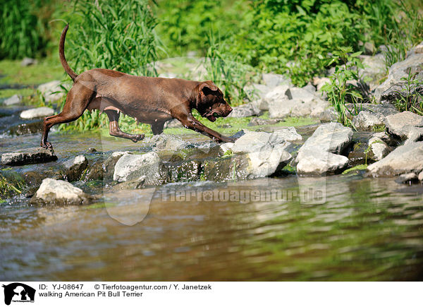 laufender American Pit Bull Terrier / walking American Pit Bull Terrier / YJ-08647