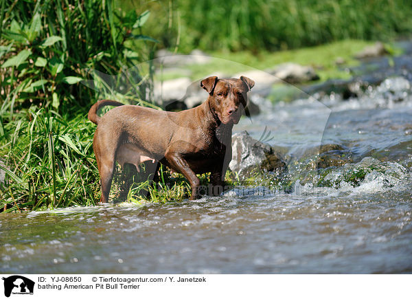bathing American Pit Bull Terrier / YJ-08650