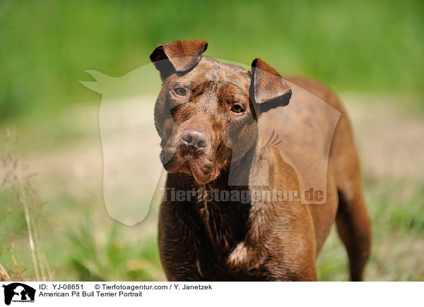 American Pit Bull Terrier Portrait / American Pit Bull Terrier Portrait / YJ-08651