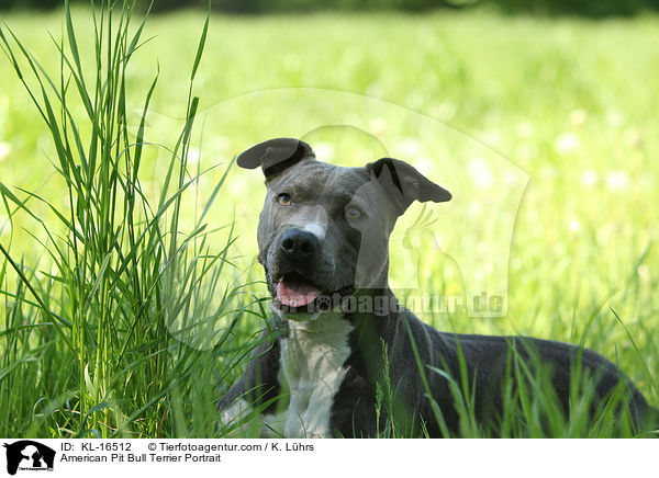 American Pit Bull Terrier Portrait / American Pit Bull Terrier Portrait / KL-16512