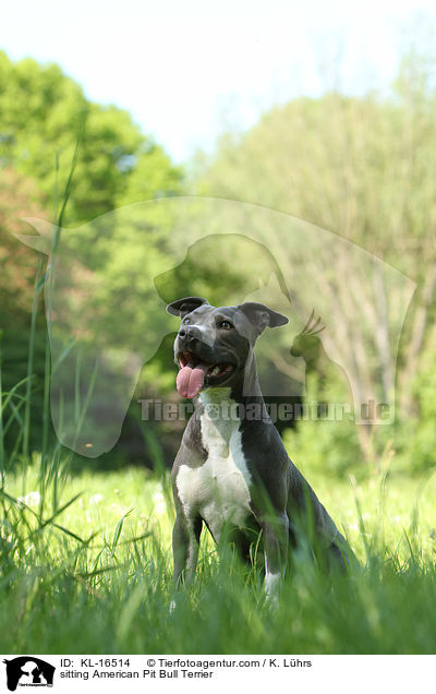 sitzender American Pit Bull Terrier / sitting American Pit Bull Terrier / KL-16514
