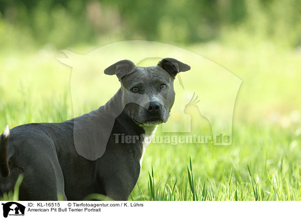 American Pit Bull Terrier Portrait / KL-16515