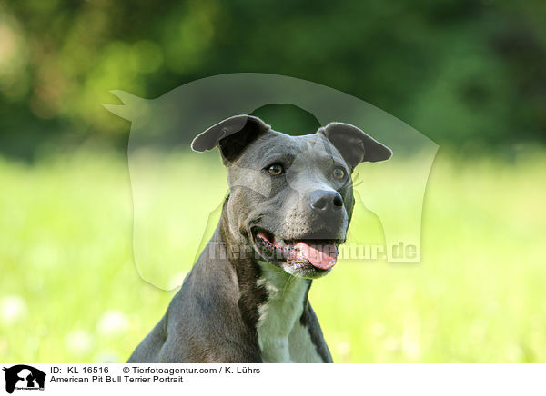 American Pit Bull Terrier Portrait / KL-16516
