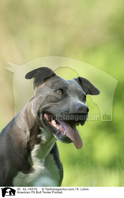 American Pit Bull Terrier Portrait / KL-16518