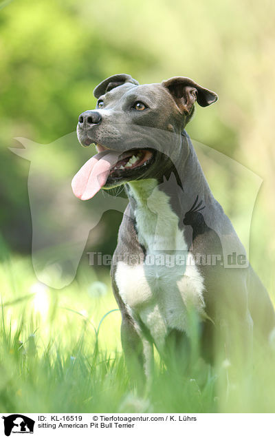 sitting American Pit Bull Terrier / KL-16519