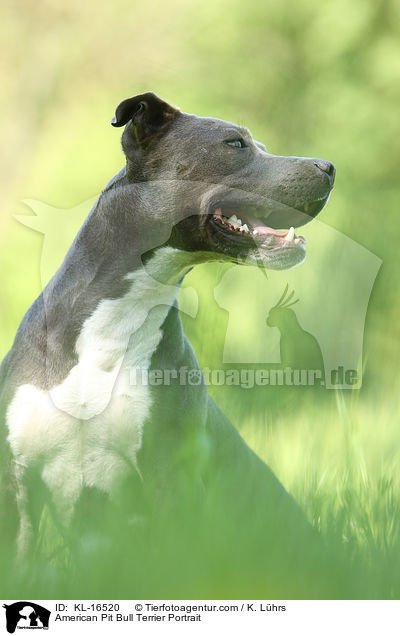 American Pit Bull Terrier Portrait / American Pit Bull Terrier Portrait / KL-16520