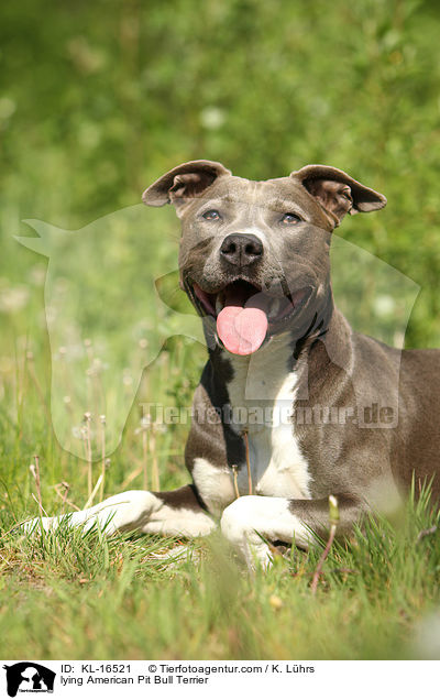 lying American Pit Bull Terrier / KL-16521