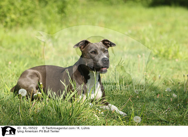 lying American Pit Bull Terrier / KL-16522