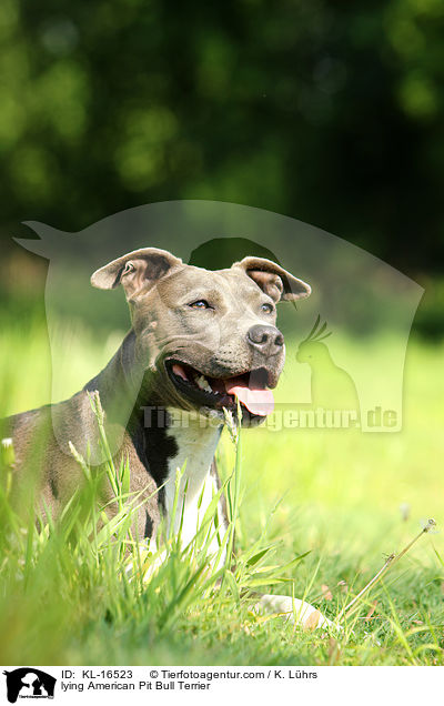 liegender American Pit Bull Terrier / lying American Pit Bull Terrier / KL-16523