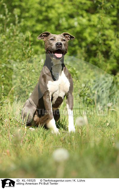 sitzender American Pit Bull Terrier / sitting American Pit Bull Terrier / KL-16525