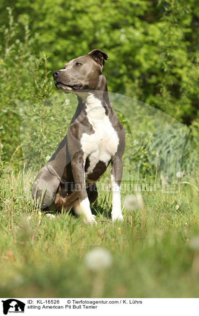 sitting American Pit Bull Terrier / KL-16526