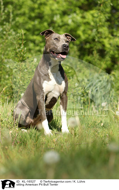 sitting American Pit Bull Terrier / KL-16527