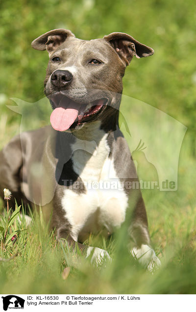 lying American Pit Bull Terrier / KL-16530