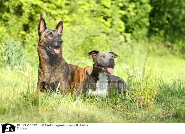 2 Hunde / 2 dogs / KL-16532