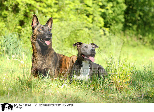 2 dogs / KL-16532