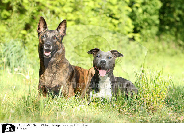 2 Hunde / 2 dogs / KL-16534