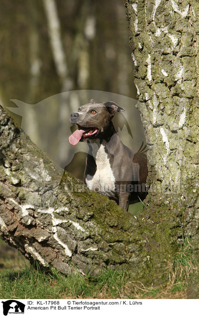 American Pit Bull Terrier Portrait / American Pit Bull Terrier Portrait / KL-17968