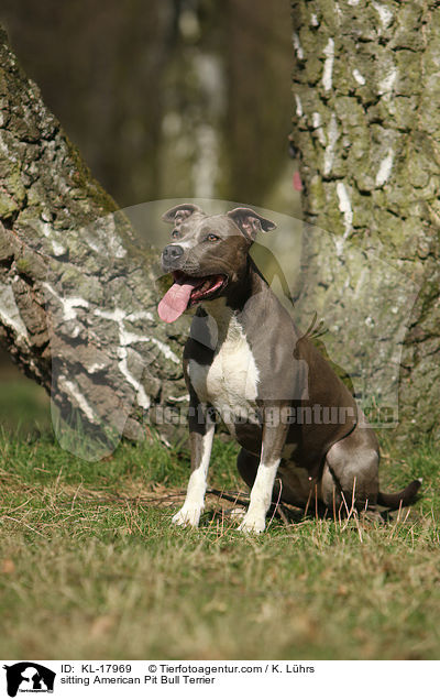 sitzender American Pit Bull Terrier / sitting American Pit Bull Terrier / KL-17969