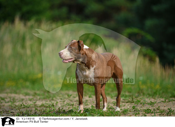 American Pit Bull Terrier / American Pit Bull Terrier / YJ-14916