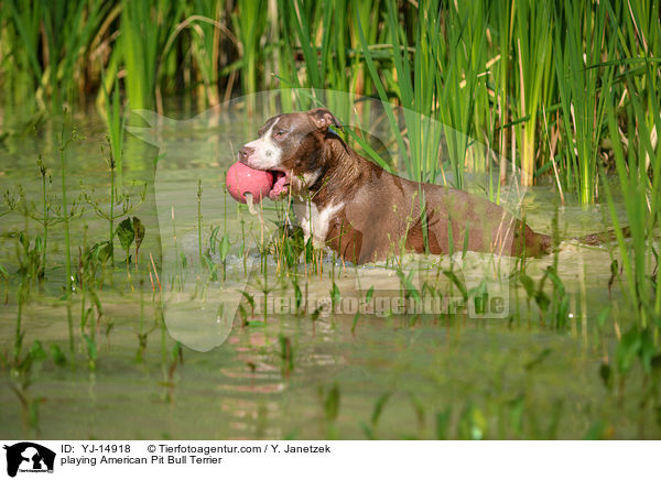 playing American Pit Bull Terrier / YJ-14918