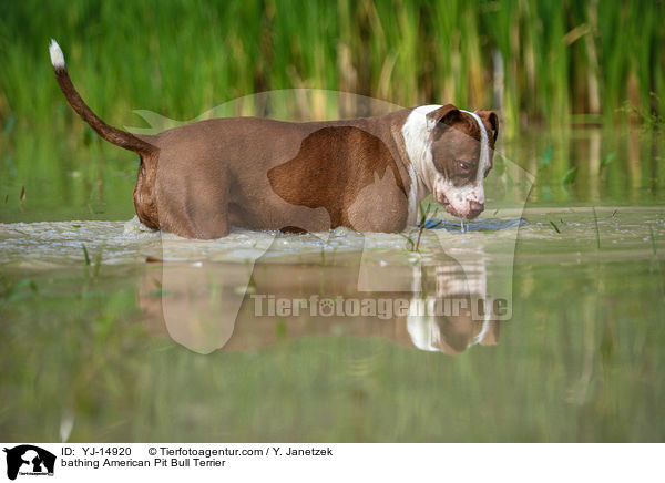 bathing American Pit Bull Terrier / YJ-14920