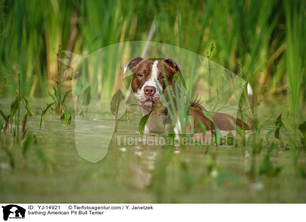 bathing American Pit Bull Terrier / YJ-14921