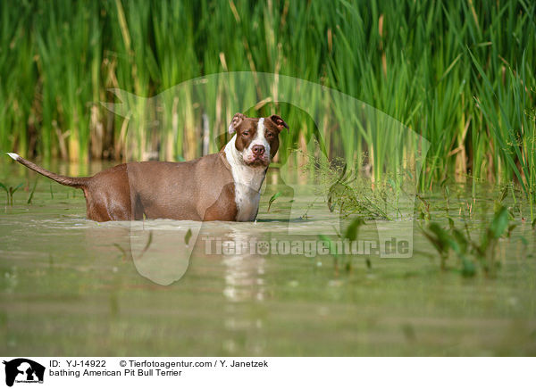 bathing American Pit Bull Terrier / YJ-14922